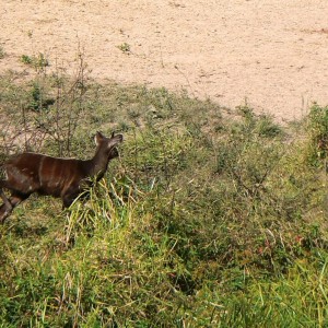 Young forest sitatunga bull vs female warthog