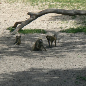 Doguera baboon