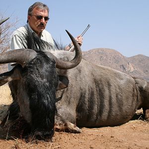 Blue Wildebeest