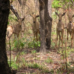 Hartebeest