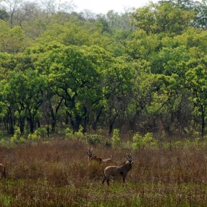 Roan Antelope