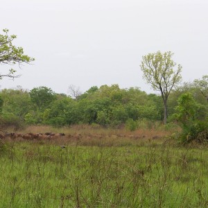 Buffalo in CAR