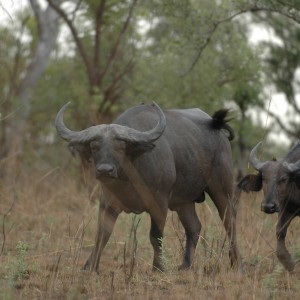 Buffalo in CAR