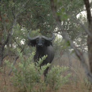 Buffalo in CAR