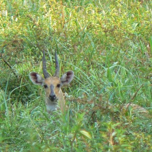 Harnessed Bushbuck in  CAR