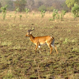 Western Kob in  CAR