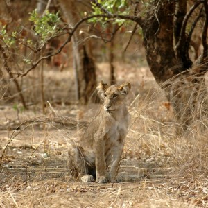 Young Lion  in  CAR