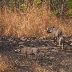 Warthog in  CAR