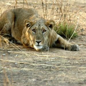 Lion  in  CAR