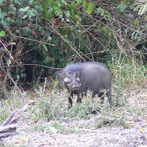 Giant Forest Hog in CAR