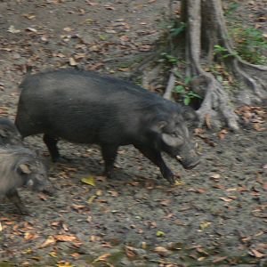 Giant Forest Hog in CAR