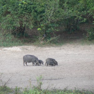 Giant forest Hog family in CAR