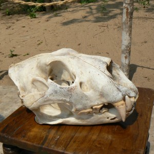 Lion skull