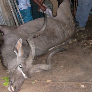 Greater Kudu