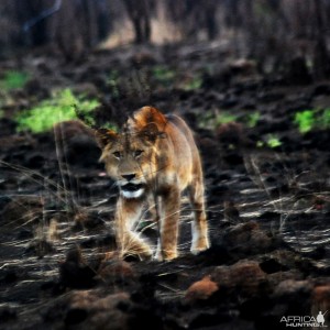 Young Lion in CAR