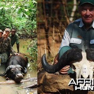 Central African Buffalo