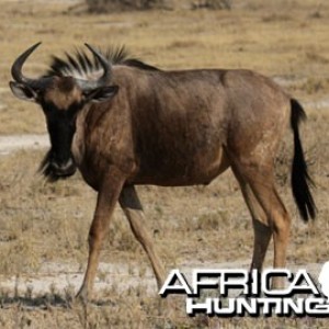 Blue Wildebeest