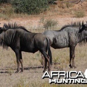 Blue Wildebeest