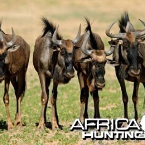 Blue Wildebeest