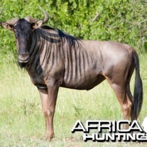 Blue Wildebeest