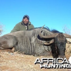 Blue Wildebeest Hunting in Namibia