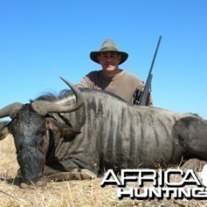 Blue Wildebeest Hunting in Namibia