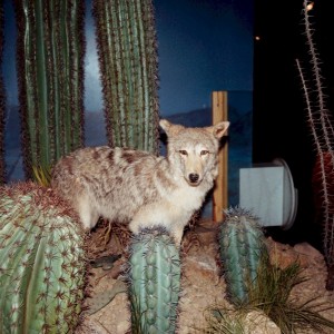 Coyote Mount