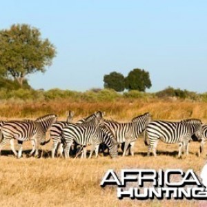 Herd of Burchell's Zebra (Plain Zebra)