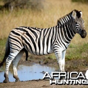 Burchell's Zebra Stallion (Plain Zebra)