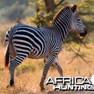 Burchell's Zebra (Plain Zebra) with no shadow stripes