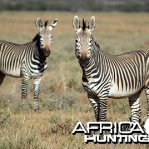 Hartmann's Zebra (Mountain Zebra)