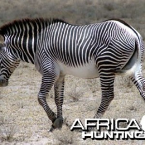 Grevy's Zebra (Imperial Zebra)