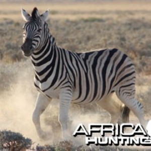 Burchell's Zebra (Plain Zebra) with shadow stripes