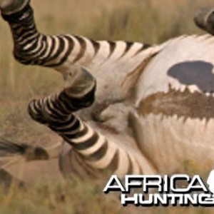 Cape Mountain Zebra (Mountain Zebra)