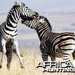 Burchell's Zebra Stallion (Plain Zebra) fighting