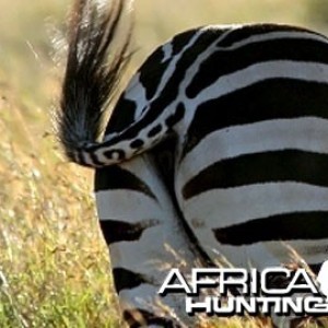 Burchell's Zebra Stallion (Plain Zebra)