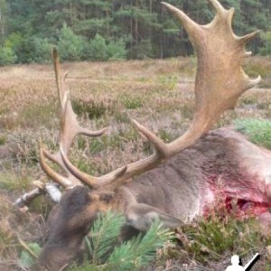 Fallow Deer Rut hunt, Wittgenstein 2008