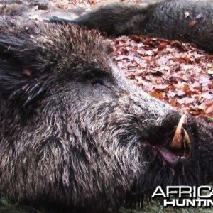 Big and Nasty, Black boar in southern Bavaria