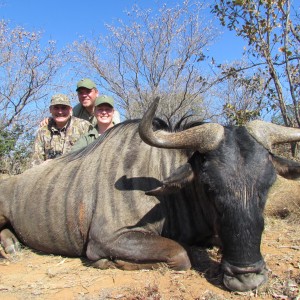 Blue Wildebeest