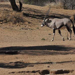 Gemsbok Namibia