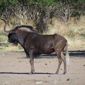 Black Wildebeest Namibia