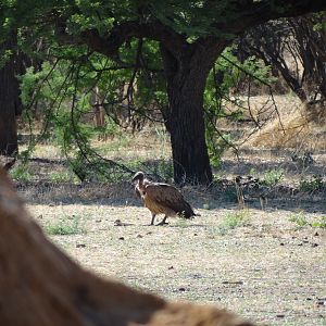 Vultures Namibia