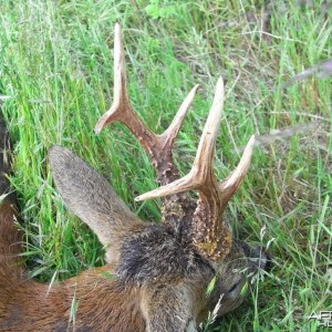 Hunting Roe Bucks in the UK