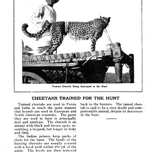 Cheetah Trained for the Hunt