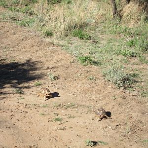 Tortoise Namibia