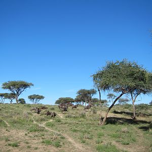 Blue Wildebeest Namibia
