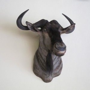 Blue Wildebeest Shoulder Mount taxidermy