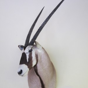 Gemsbok Shoulder Mount taxidermy