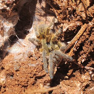 Tarantula Namibia