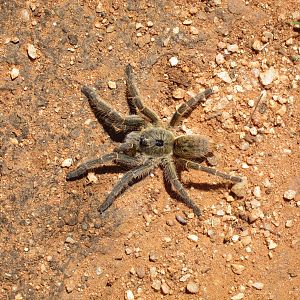 Tarantula Namibia